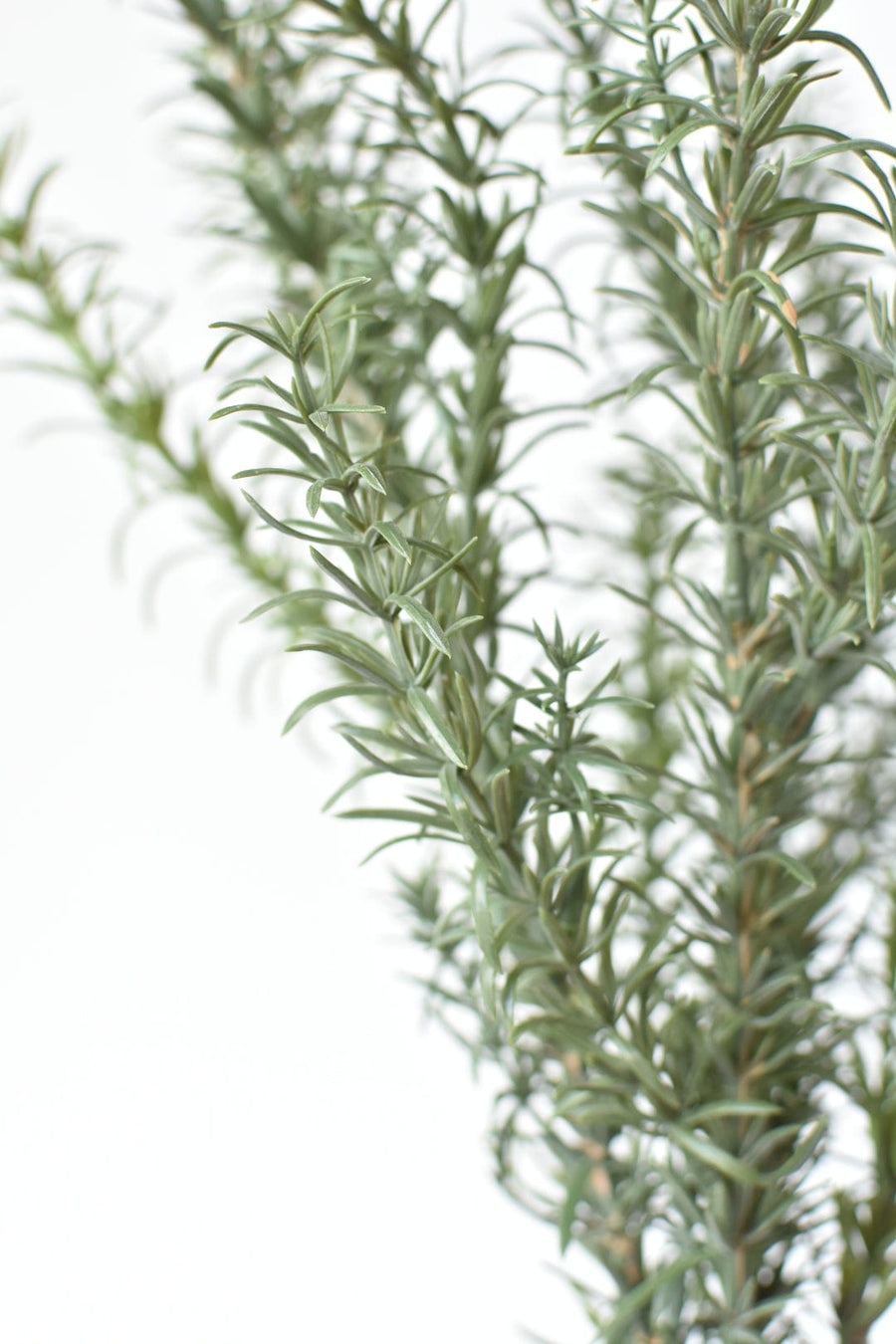 24" Faux Rosemary Bush