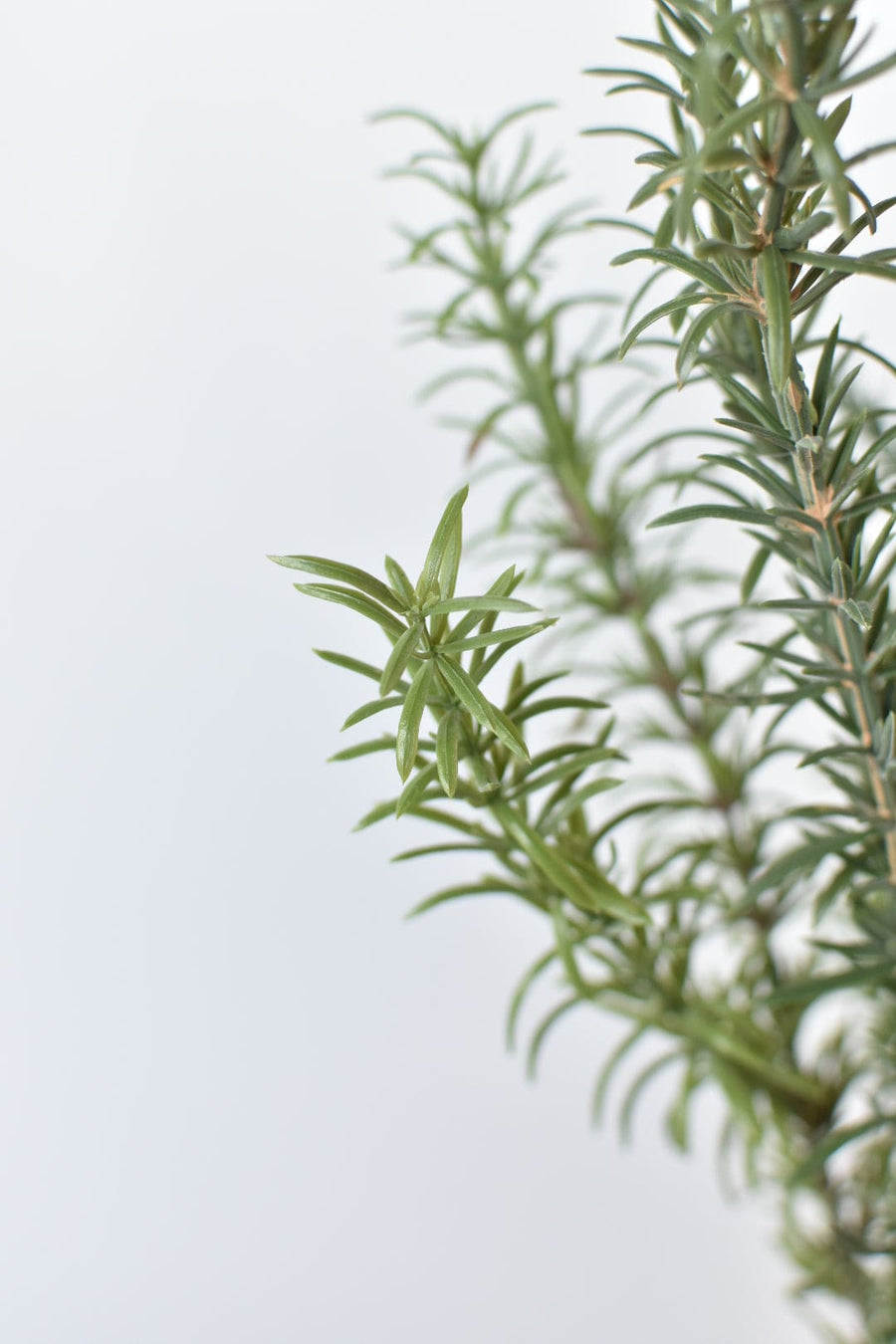 24" Faux Rosemary Bush