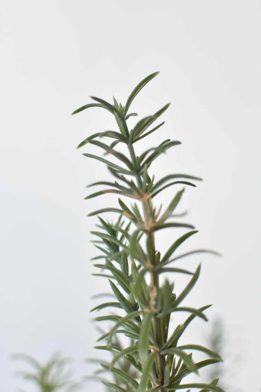 24" Faux Rosemary Bush