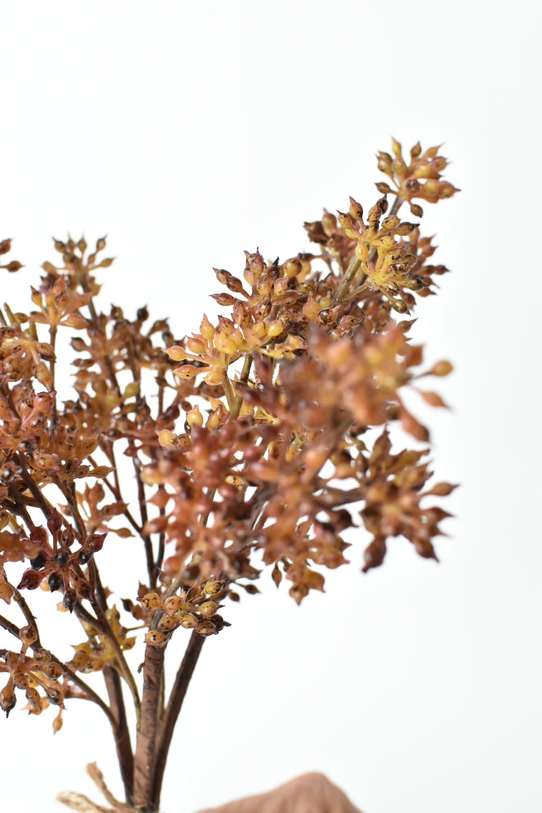 Amber tobacco sedum bundle viewed from a second angle, 3 tied stems