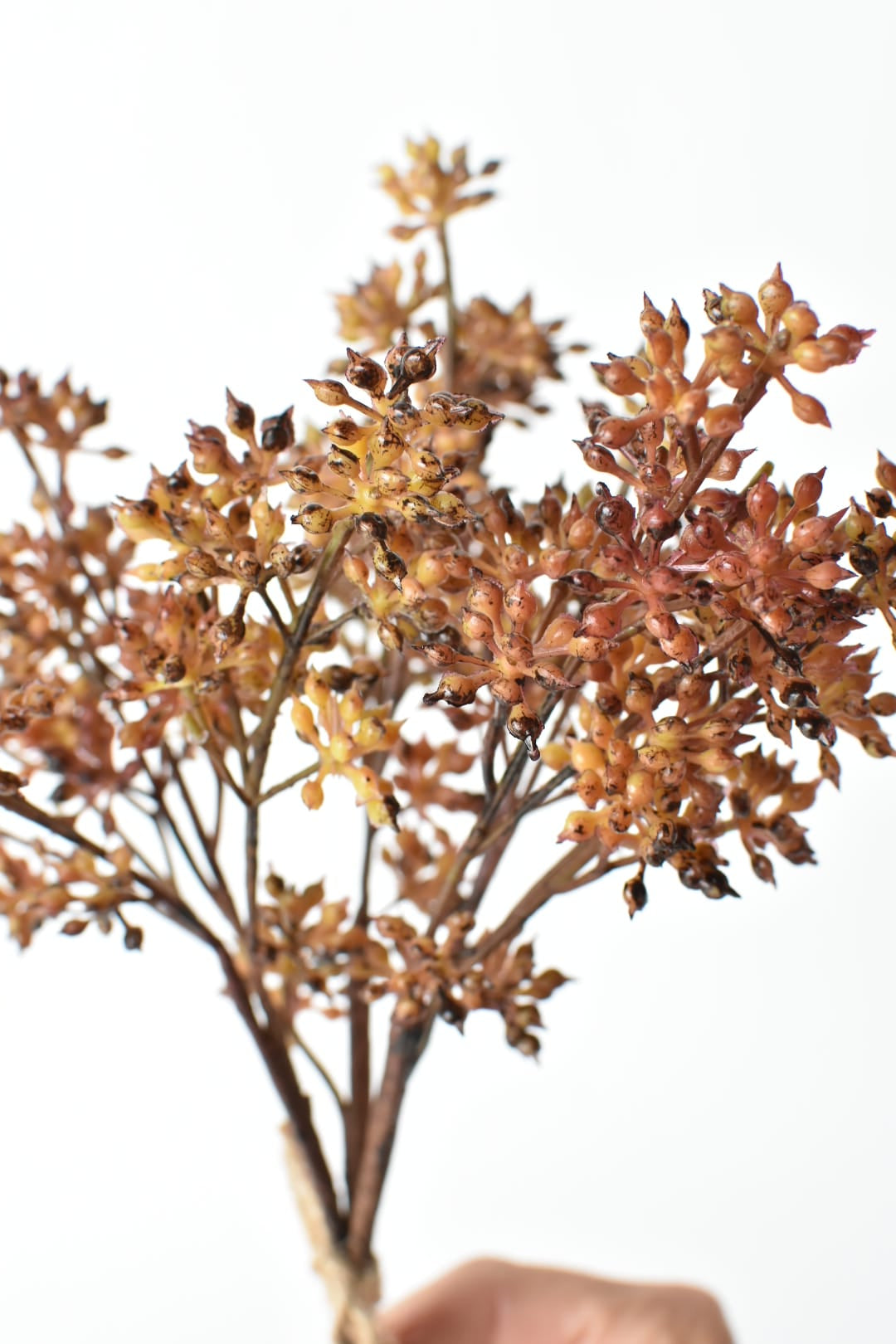 Bare lower stems of the 12 inch amber sedum bundle, splitting at 6 inches