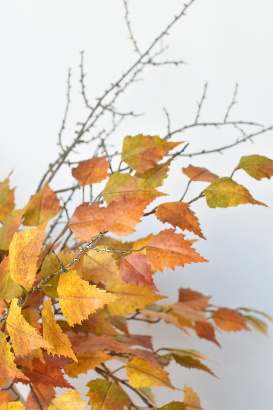 Yellow Orange Birch with Twigs - Curated Bundle