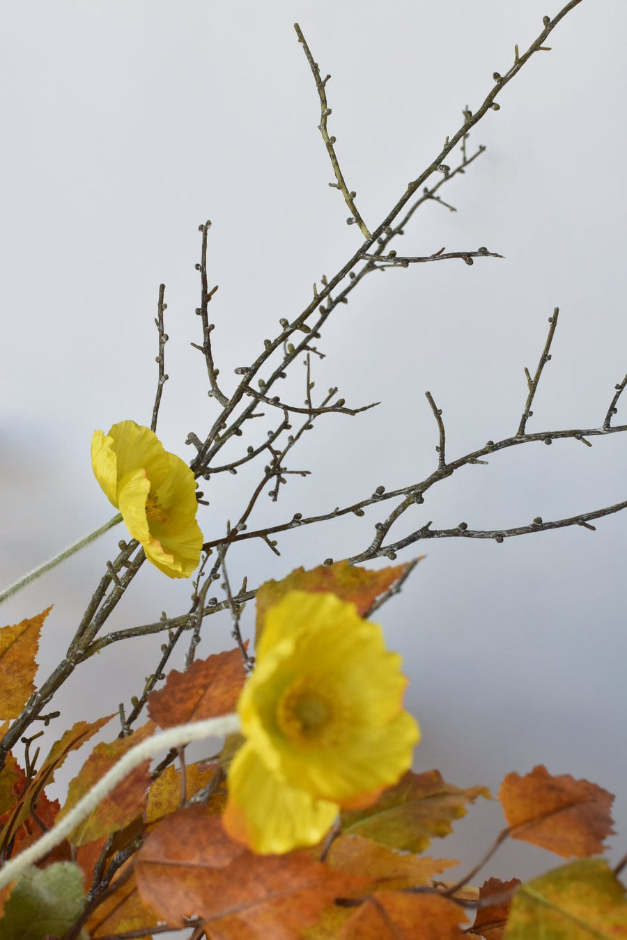 Yellow Orange Birch Poppy Twig Bundle - Curated Bundle