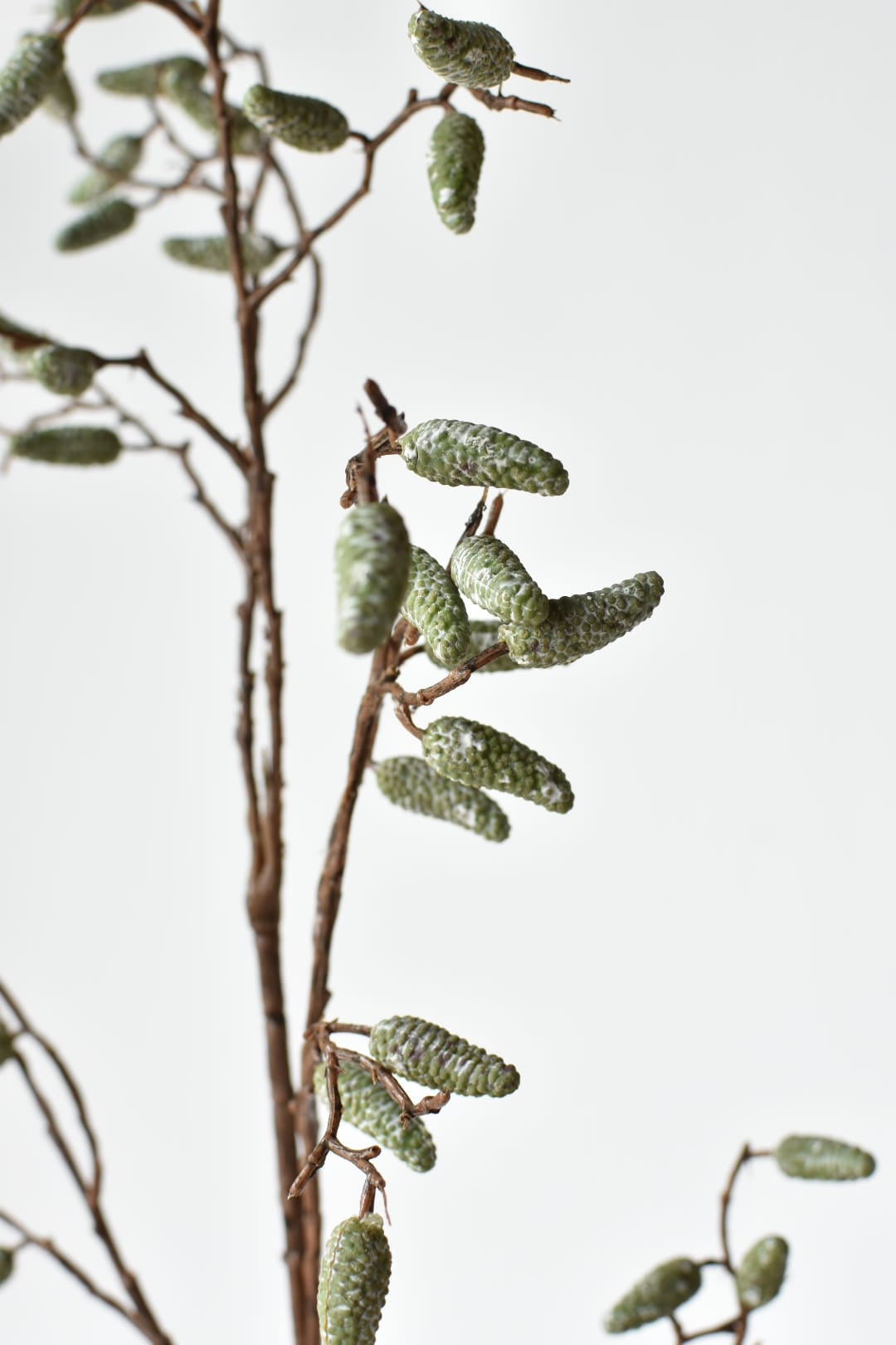 Faux pod branch stem showing its open, irregular branching structure