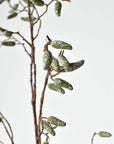 Faux pod branch stem showing its open, irregular branching structure