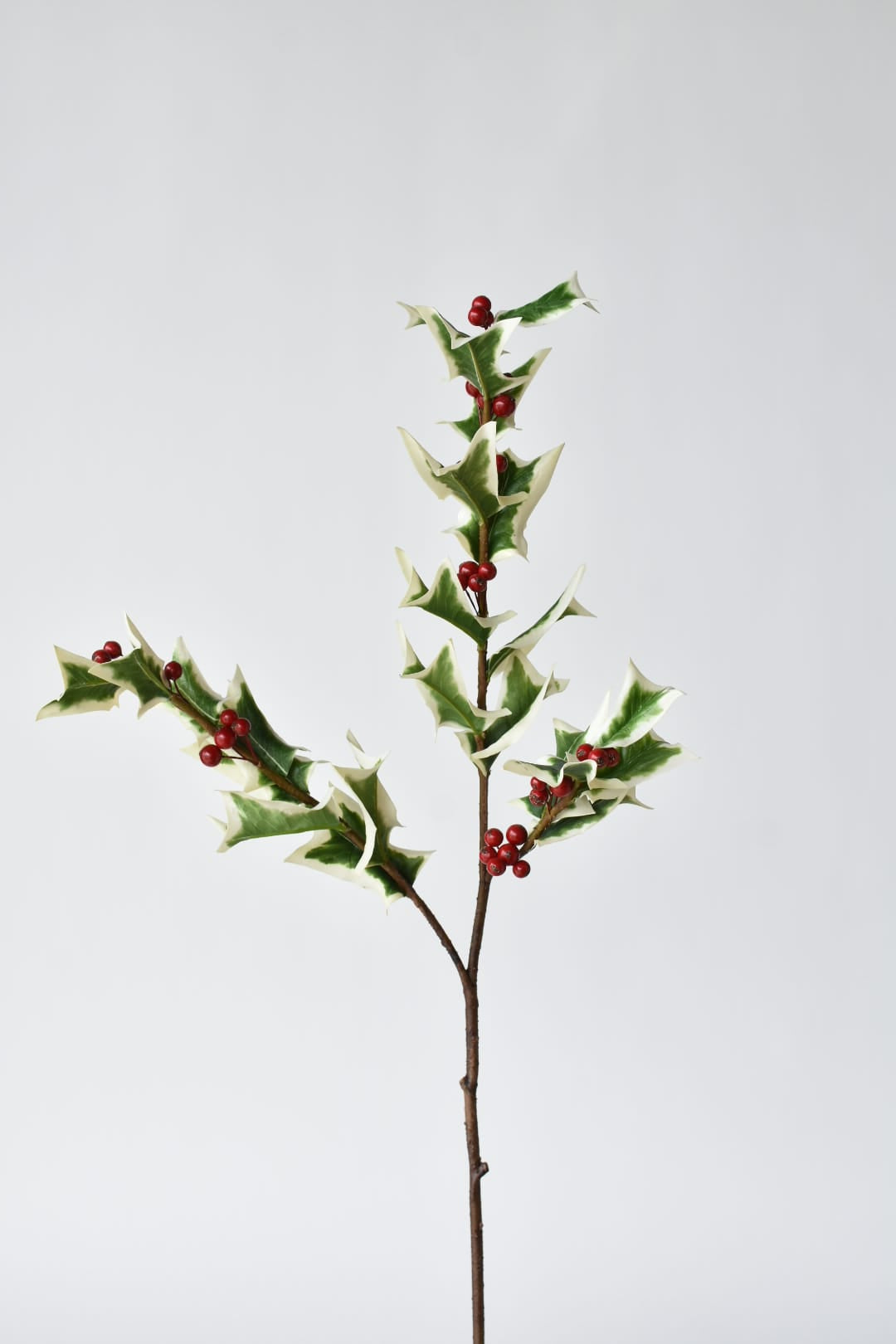 White edged holly leaves with a waxy finish and red berries