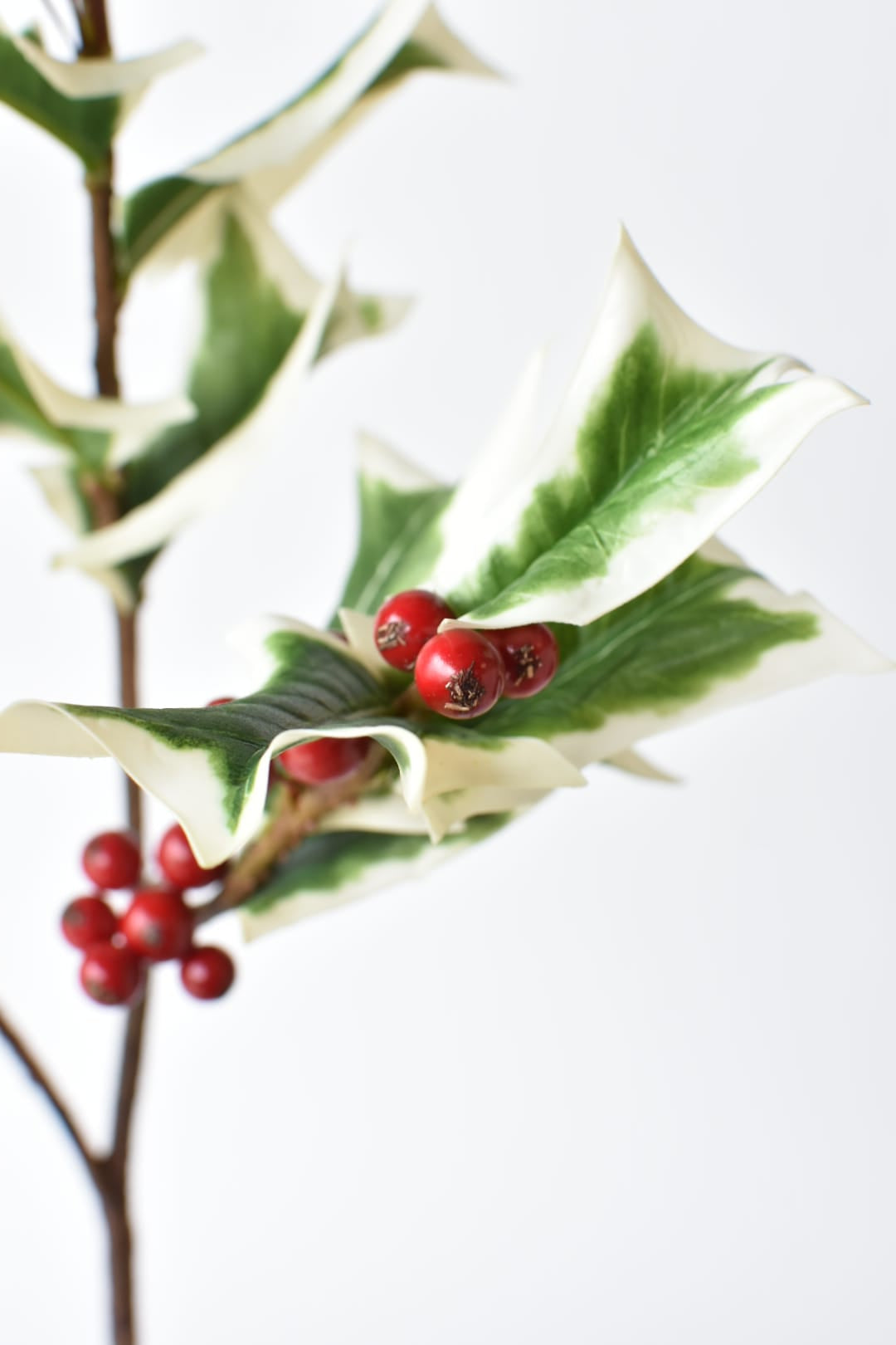 Faux white edged holly stem, 30 inches, with red berries