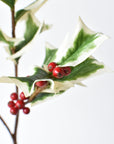 Faux white edged holly stem, 30 inches, with red berries
