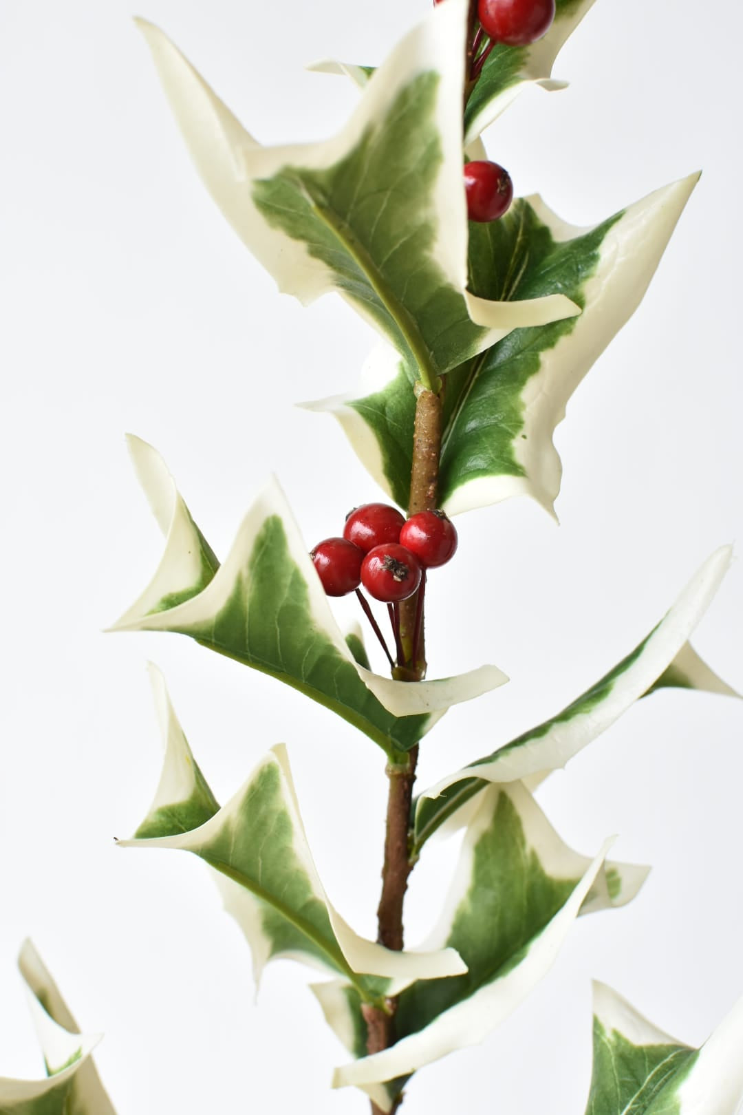 Close-up of red foam berries on a faux white edged holly stem