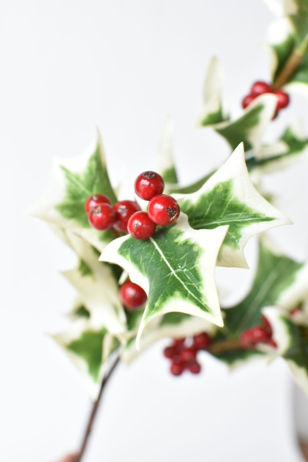 Full length view of the 30 inch faux white edged holly stem