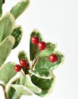 Variegated holly leaves with a waxy finish on a faux 27 inch stem