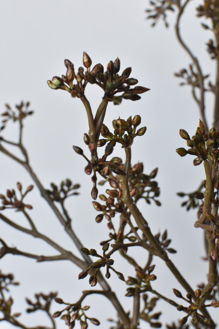 Brown Sedum Ruscus - Curated Bundle