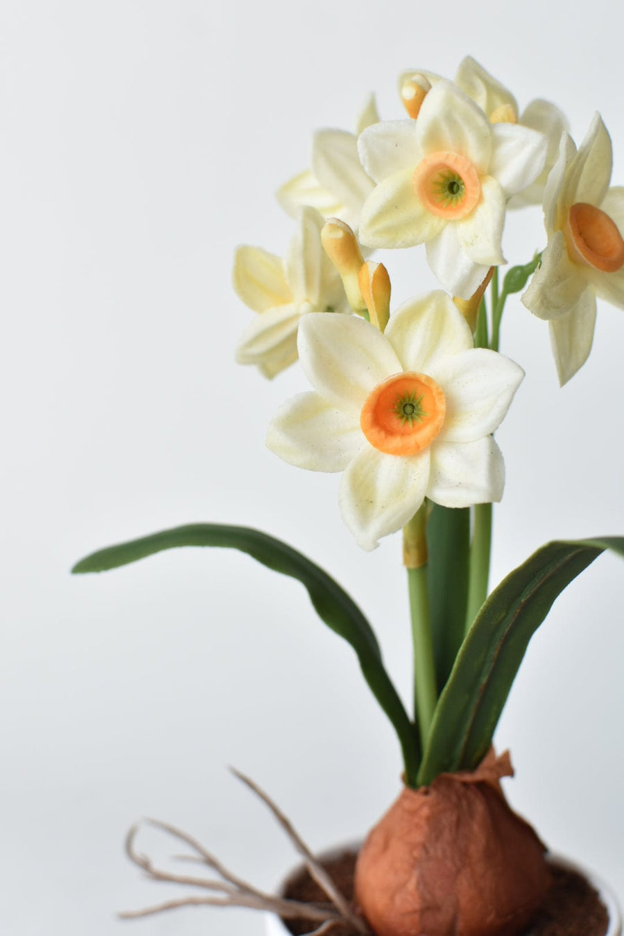 9.5" Mini Daffodil in Pot