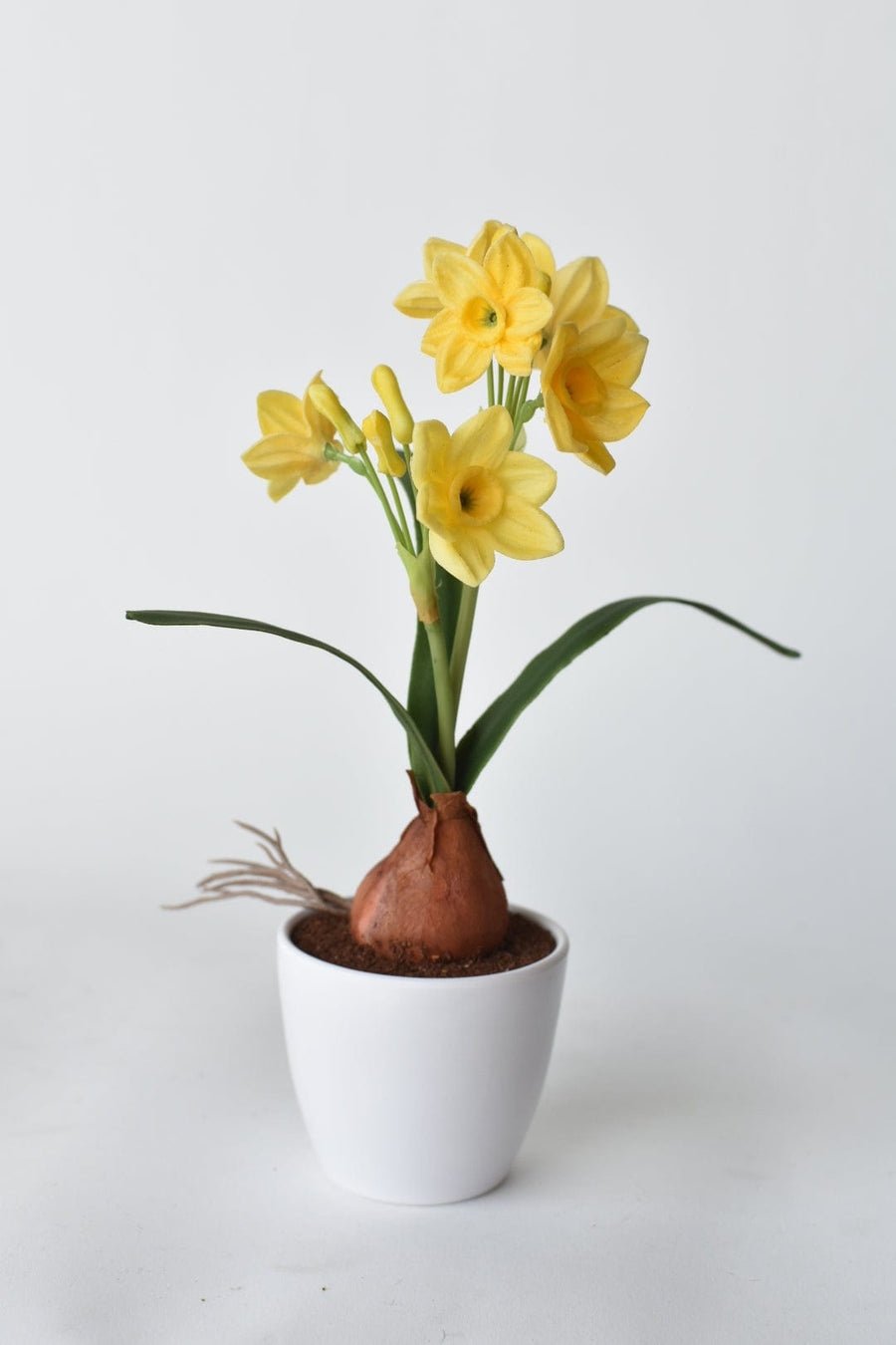 9.5" Mini Daffodil in Pot