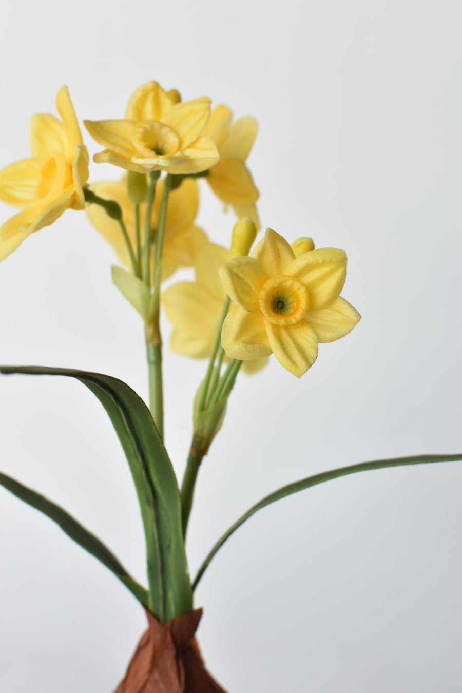 9.5" Mini Daffodil in Pot