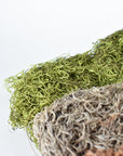 Spanish Moss: Green