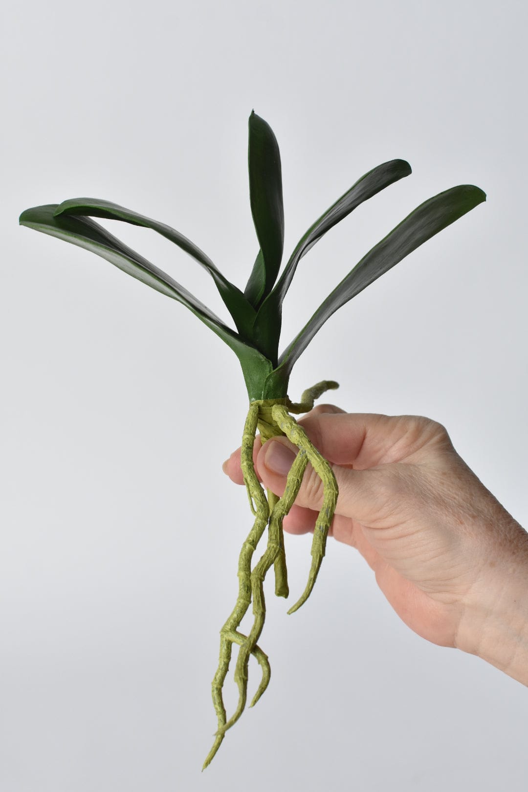 9" Faux Phalaenopsis Leaf w/Root Stem