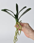 9" Faux Phalaenopsis Leaf w/Root Stem