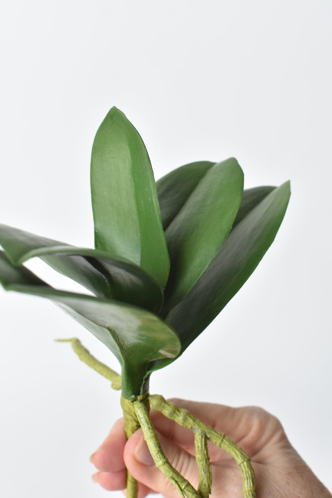 9" Faux Phalaenopsis Leaf w/Root Stem