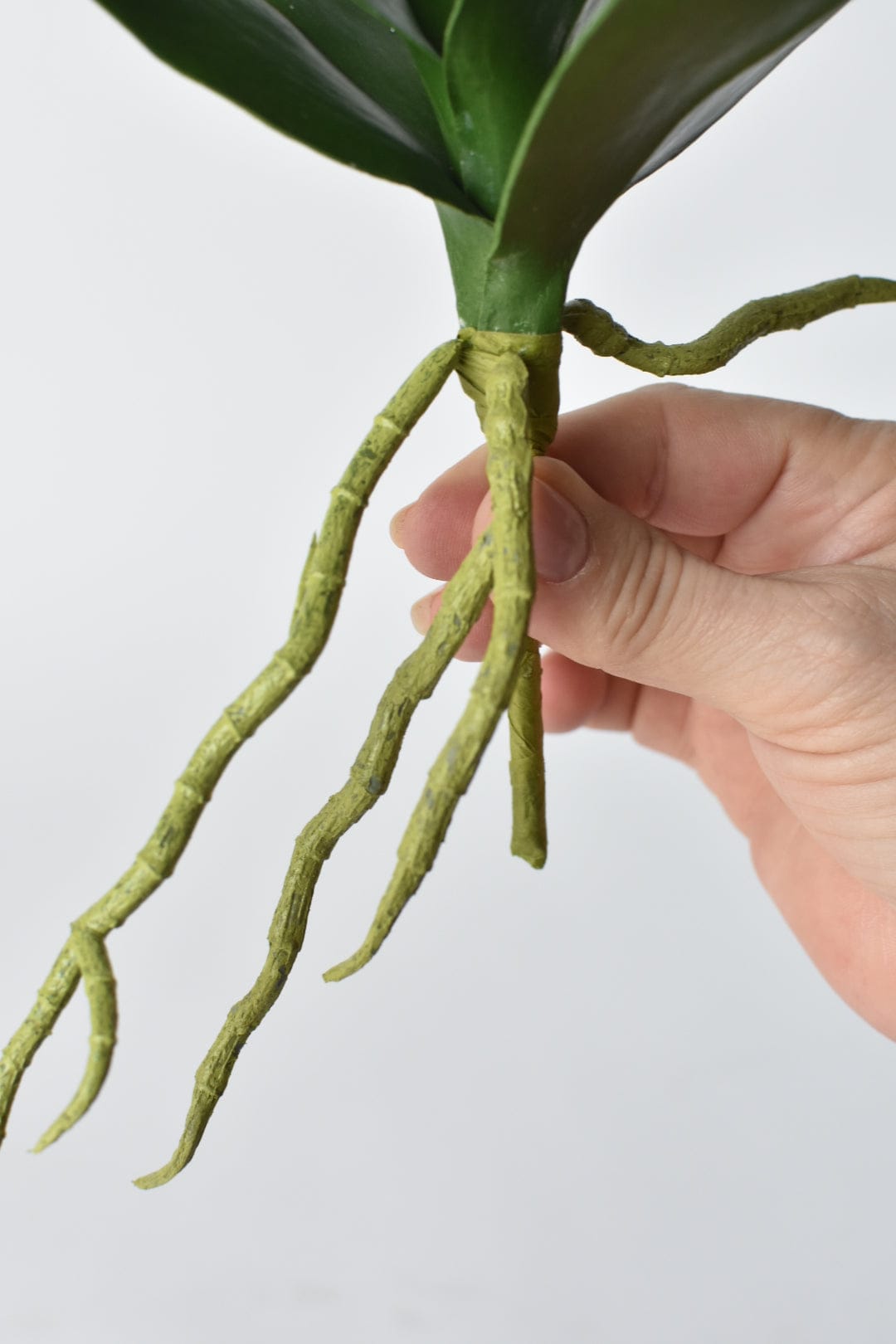 9" Faux Phalaenopsis Leaf w/Root Stem