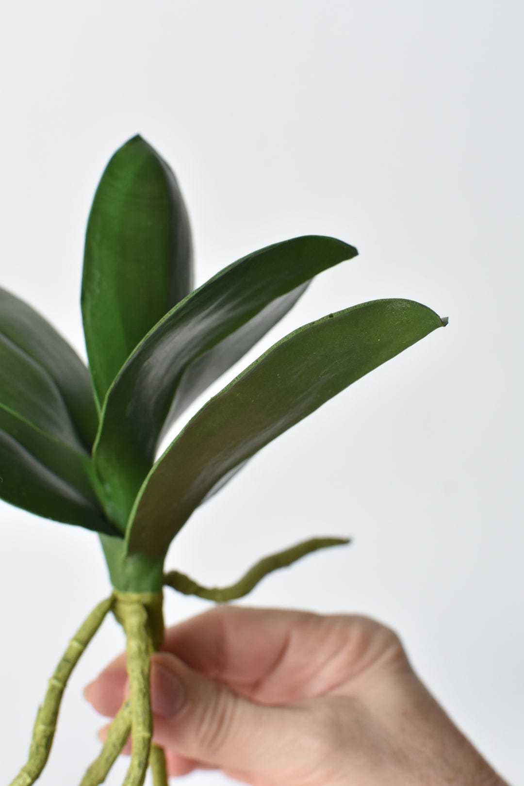 9" Faux Phalaenopsis Leaf w/Root Stem