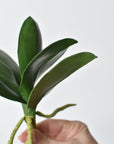 9" Faux Phalaenopsis Leaf w/Root Stem