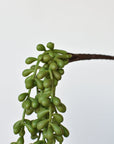 13" Faux String of Pearl Succulent Stem