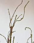 42" Faux Moss Tree Branch