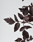 31" Faux Cimicifunga Ramosa Stem: Plum
