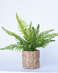 15" Faux Boston Fern in Seagrass Basket Container