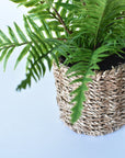 15" Faux Boston Fern in Seagrass Basket Container