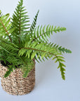 15" Faux Boston Fern in Seagrass Basket Container