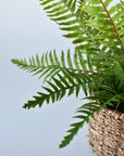 15" Faux Boston Fern in Seagrass Basket Container