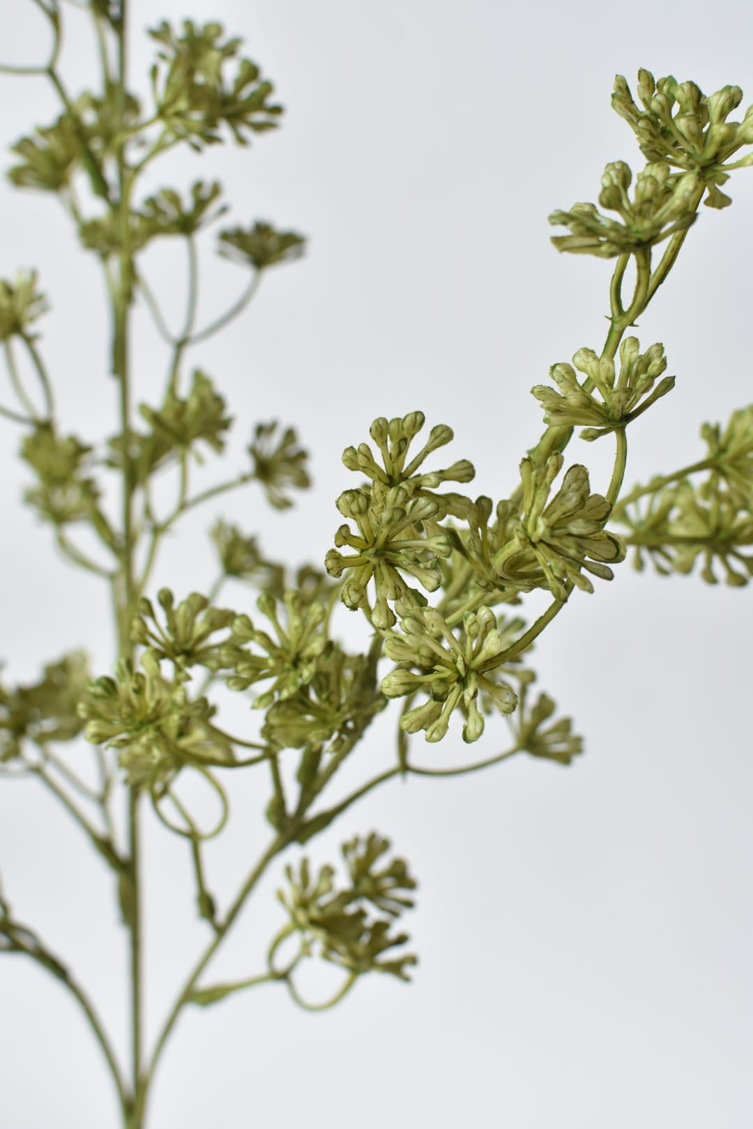 Close-up of faux green sedum plant branches on a light gray background