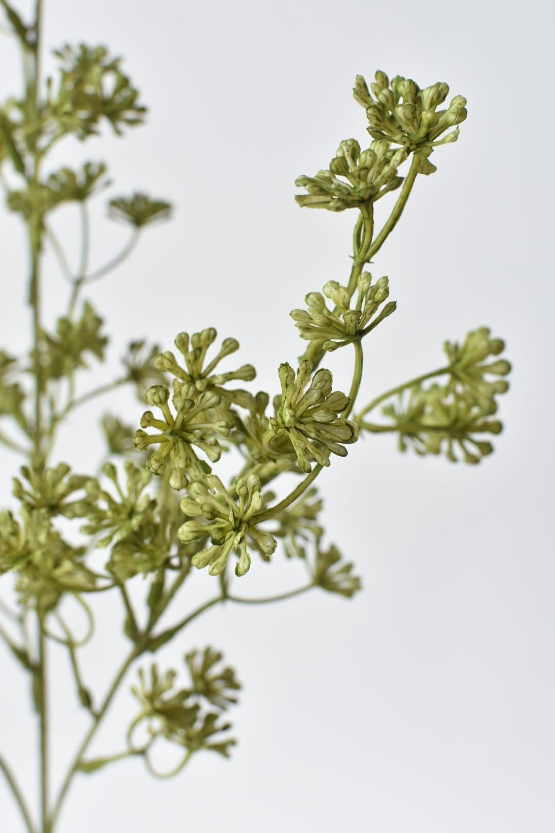 Close-up of faux green sedum plant branches on a light gray background