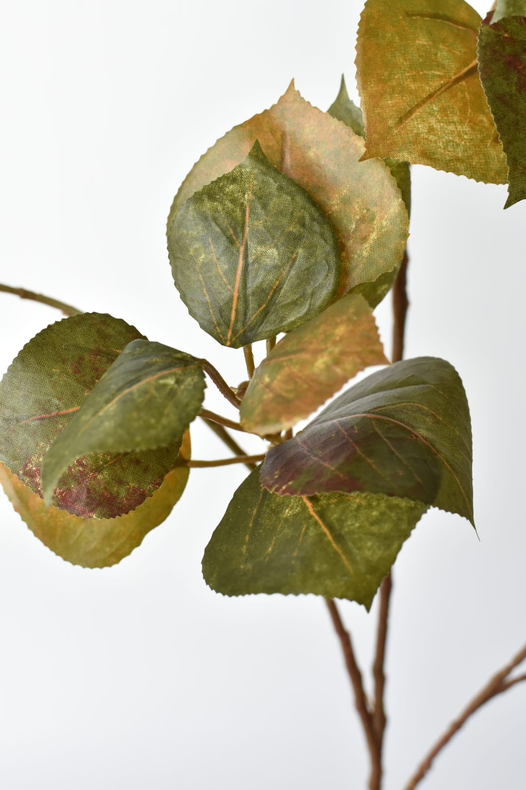Green and brown cotinus leaves measuring 2 to 3 inches each
