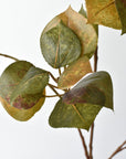 Green and brown cotinus leaves measuring 2 to 3 inches each