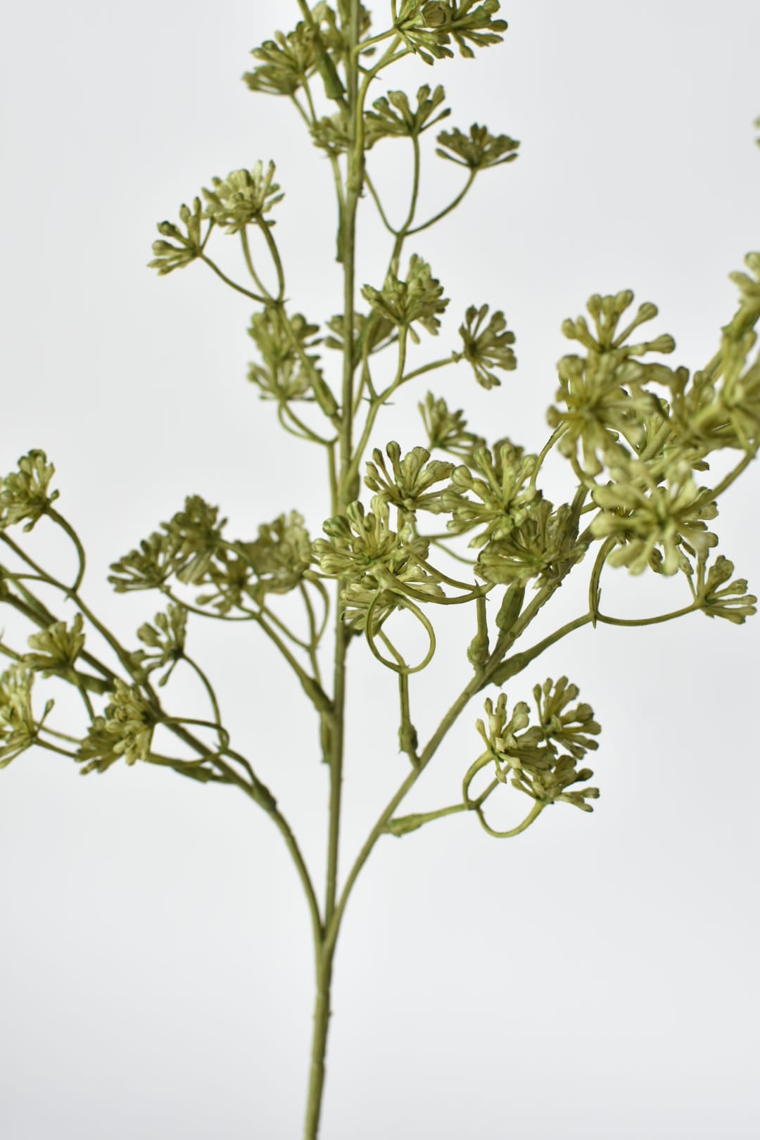 Close-up of green sedum floral branches on a white background