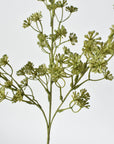 Close-up of green sedum floral branches on a white background