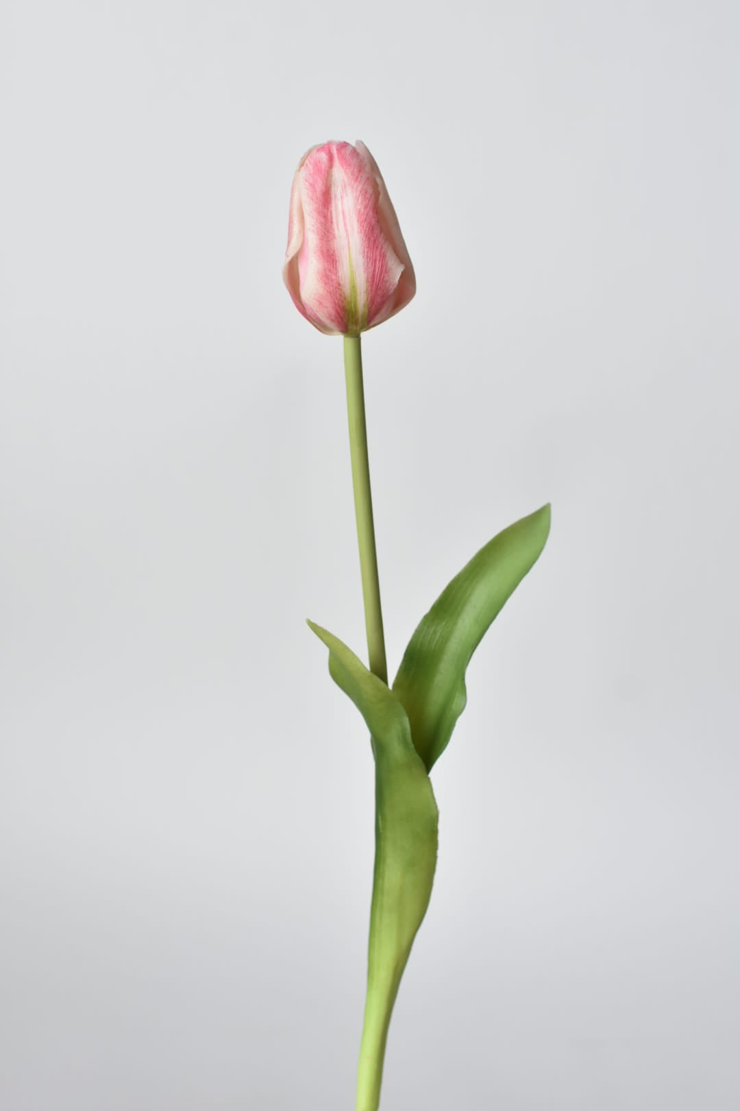 Single pink tulip with green stem on a light gray background