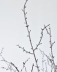 31" Faux Ice Glittered Twig Bundle (3 Stems)