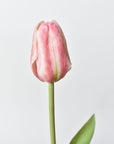 Pink tulip on a light gray background
