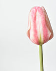 faux Pink tulip on a white background