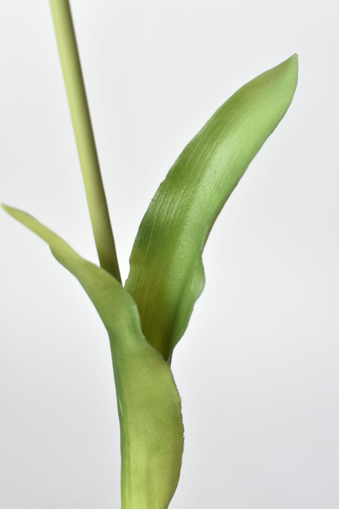 Close-up of a green leaf on a white background