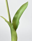 Close-up of a green leaf on a white background