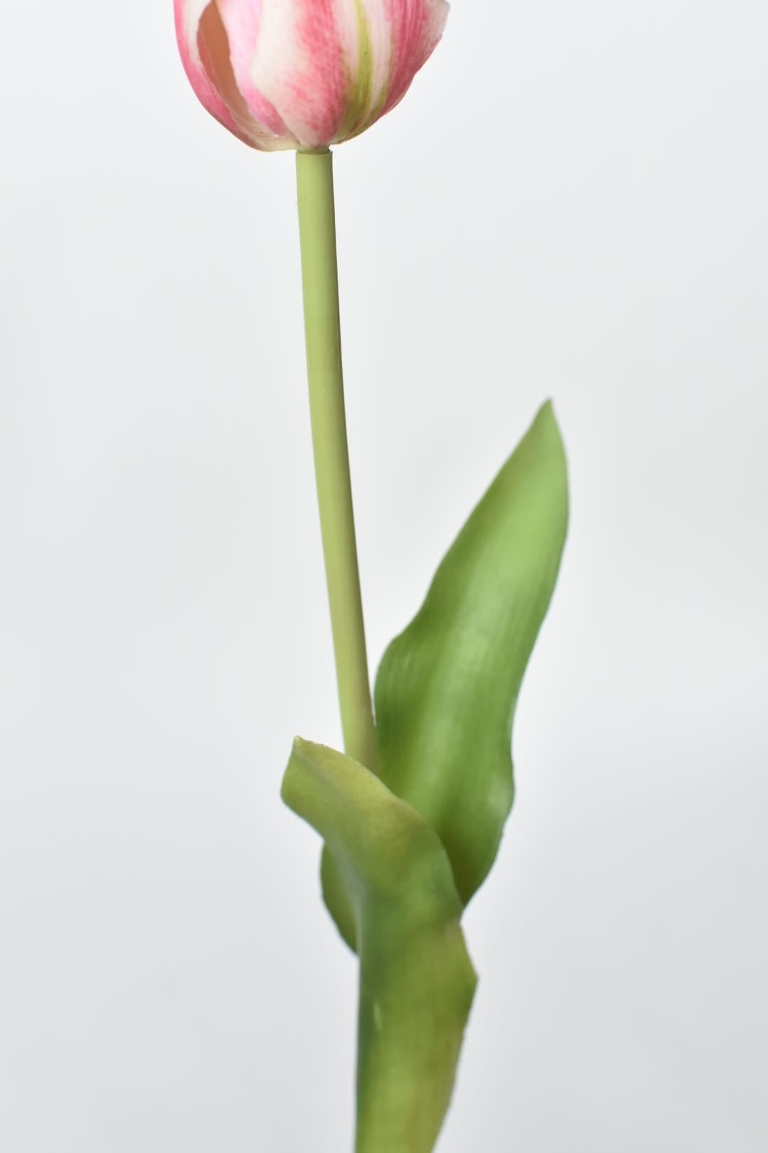 Pink tulip bud with green leaves on a light gray background