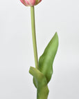 Pink tulip bud with green leaves on a light gray background