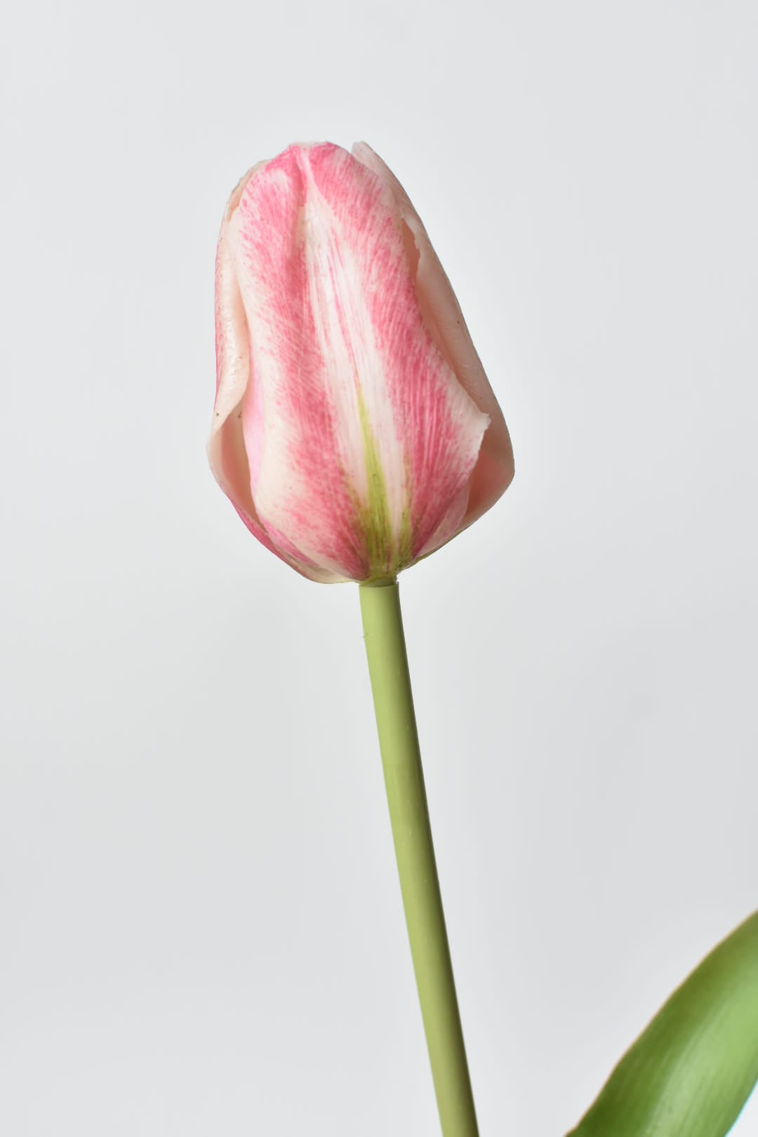 Pink tulip on a light gray background