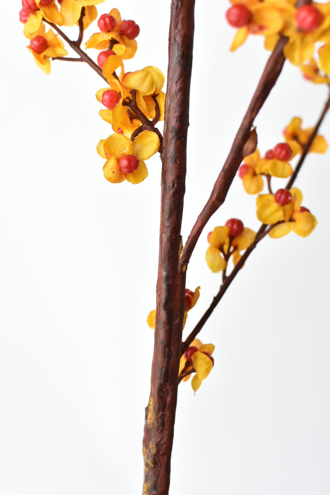 Close view of orange bittersweet husks opening around the berries