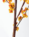 Close view of orange bittersweet husks opening around the berries
